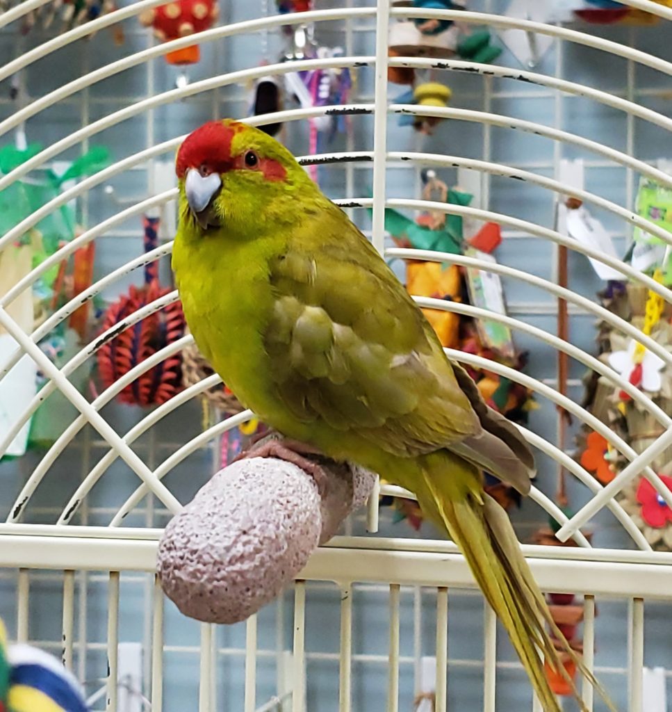 Azalea - Companion Parrots Re-homed: Giving Parrots a Fresh Start