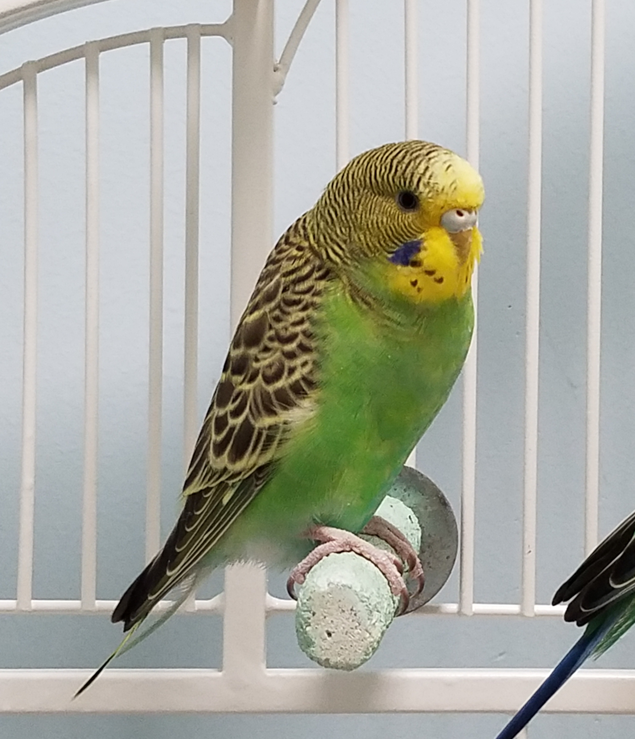 Oregano Companion Parrots Rehomed Giving Parrots a Fresh Start