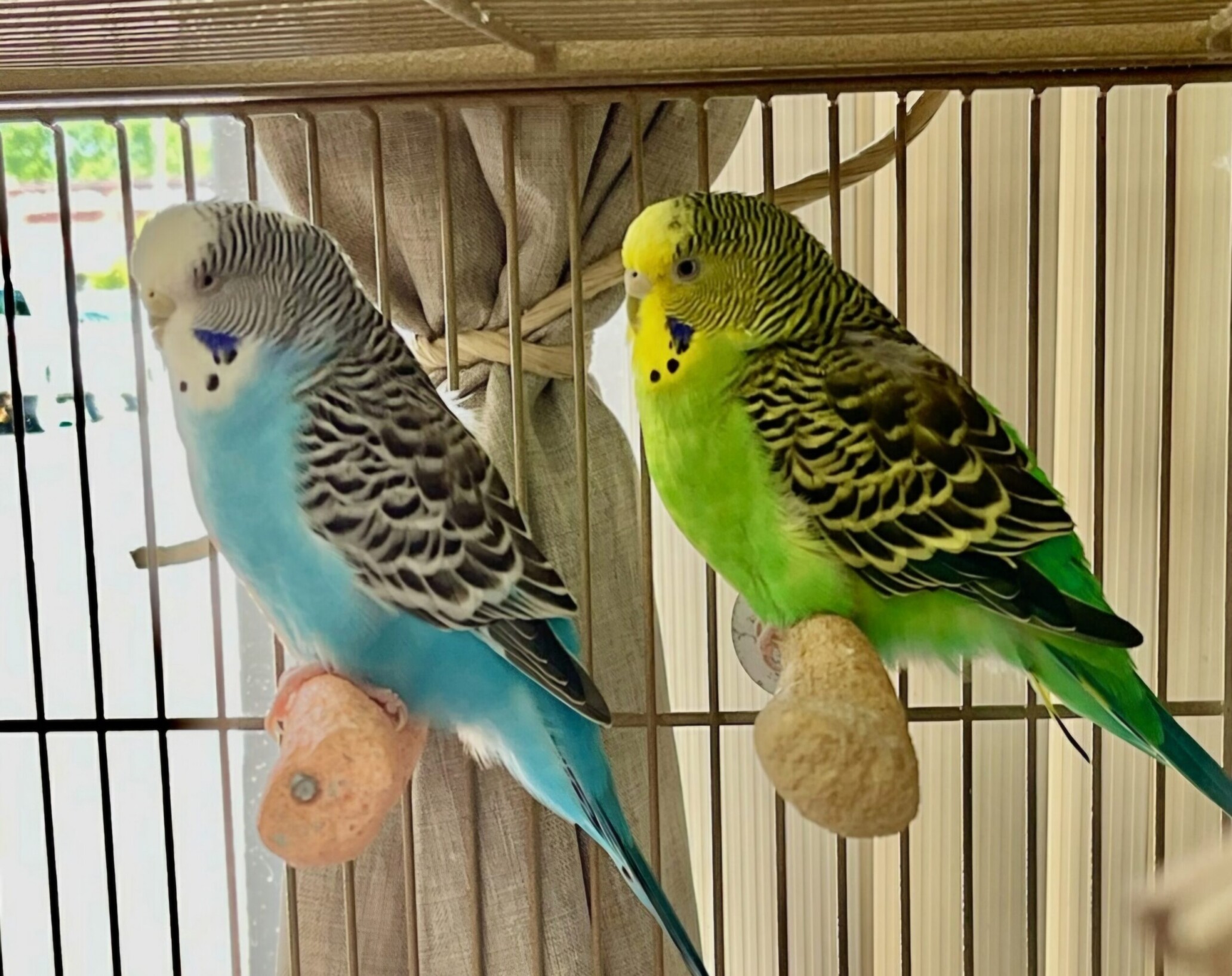 Kaleb-Olly-Unk-3-Budgies-