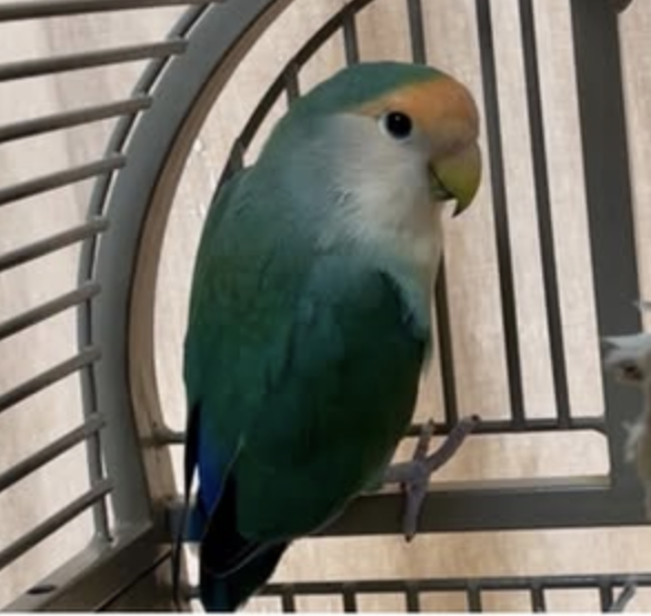 Parrots Denmark Danish - Companion Parrots Re-homed: Giving Parrots a Fresh Start