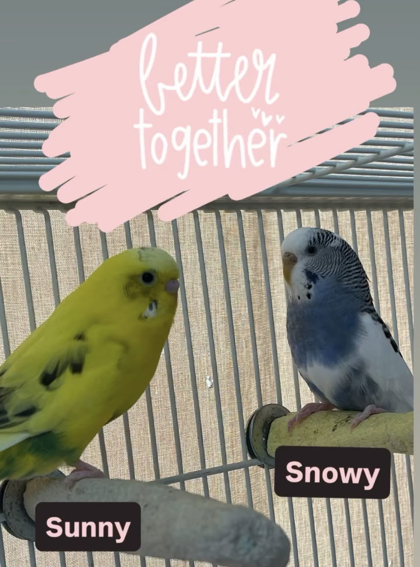 Adopting from CPR - Companion Parrots Re-homed: Giving Parrots a Fresh ...